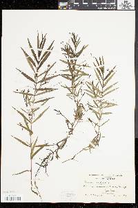 Veronica scutellata image