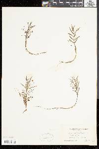 Veronica scutellata image