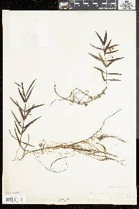 Veronica scutellata image