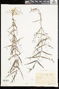 Veronica scutellata image