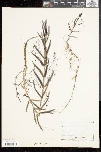 Veronica scutellata image