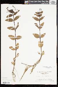 Veronica beccabunga var. americana image