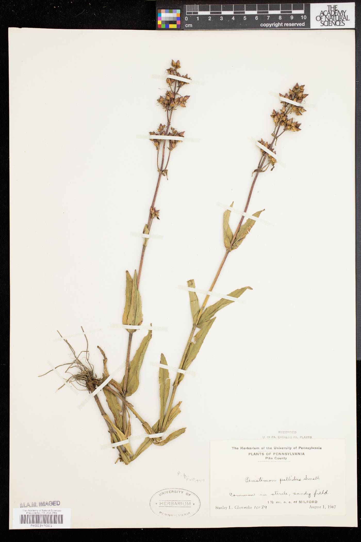 Penstemon pallidus image