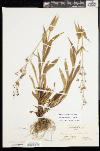 Penstemon hirsutus image