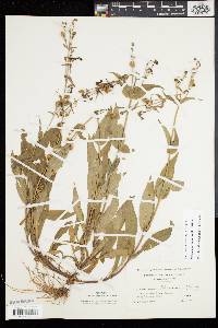 Penstemon hirsutus image