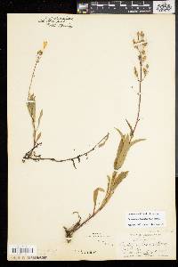 Penstemon hirsutus image