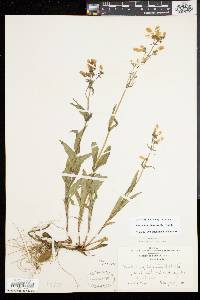 Penstemon hirsutus image