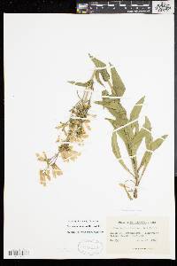 Penstemon hirsutus image