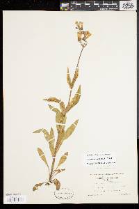 Penstemon hirsutus image