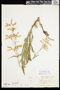 Penstemon hirsutus image