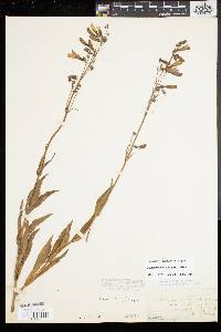 Penstemon hirsutus image