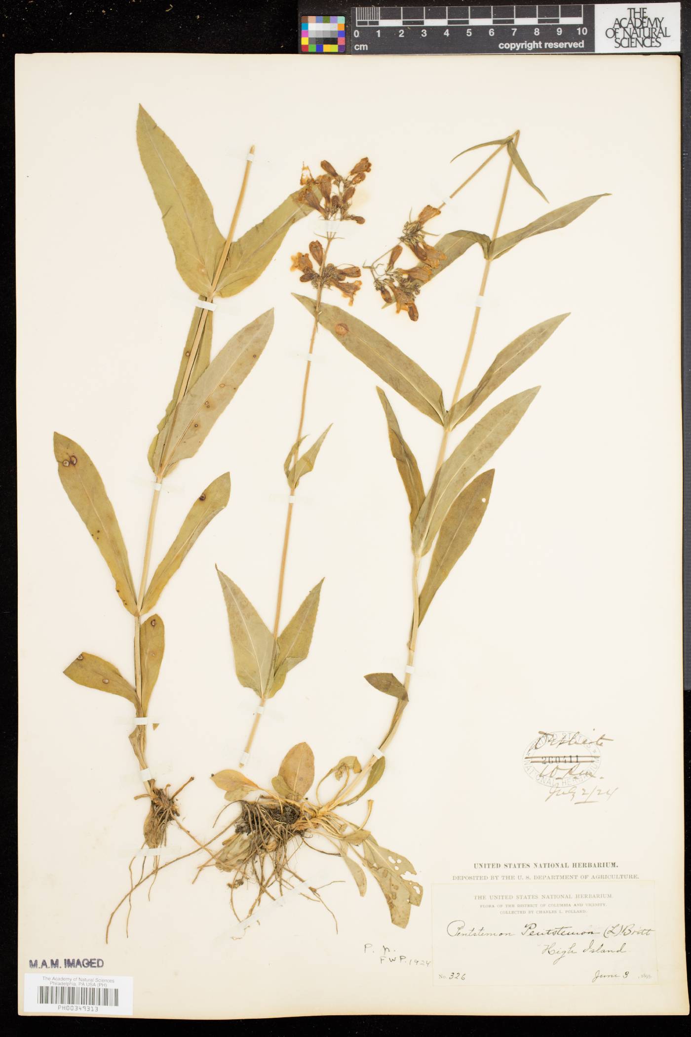 Penstemon laevigatus image