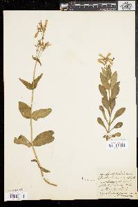 Penstemon canescens image