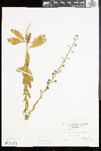 Verbascum blattaria image