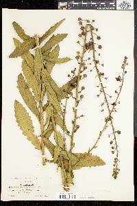 Verbascum blattaria image