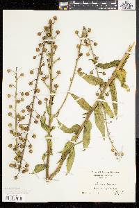 Verbascum blattaria image