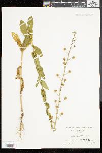 Verbascum blattaria image