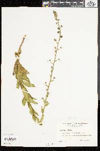 Verbascum blattaria image