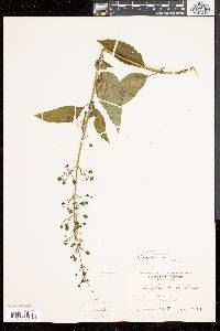 Scrophularia marilandica image