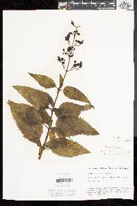 Scrophularia marilandica image