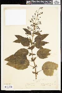 Scrophularia marilandica image