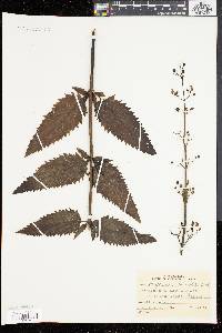 Scrophularia lanceolata image