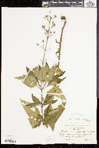 Scrophularia lanceolata image