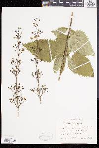 Scrophularia lanceolata image