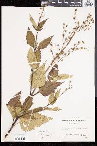 Scrophularia lanceolata image