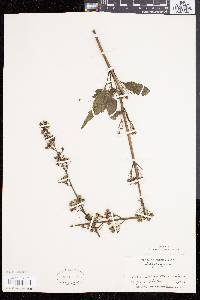 Scrophularia lanceolata image