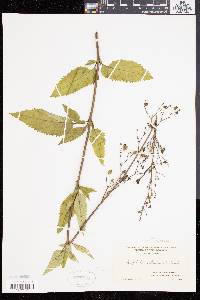 Scrophularia lanceolata image