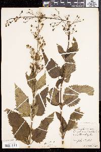 Scrophularia lanceolata image