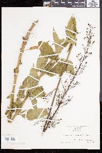 Scrophularia lanceolata image