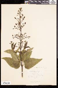 Scrophularia lanceolata image