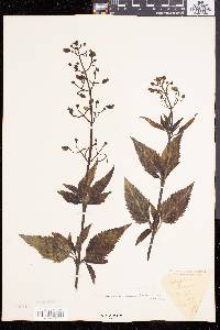 Scrophularia lanceolata image