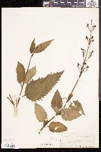 Scrophularia lanceolata image