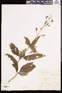 Scrophularia lanceolata image