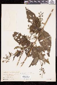 Scrophularia lanceolata image