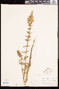 Pedicularis lanceolata image