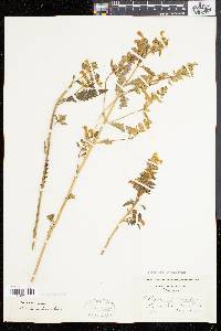 Pedicularis lanceolata image