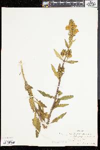 Pedicularis lanceolata image