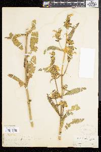 Pedicularis lanceolata image