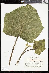 Paulownia tomentosa image