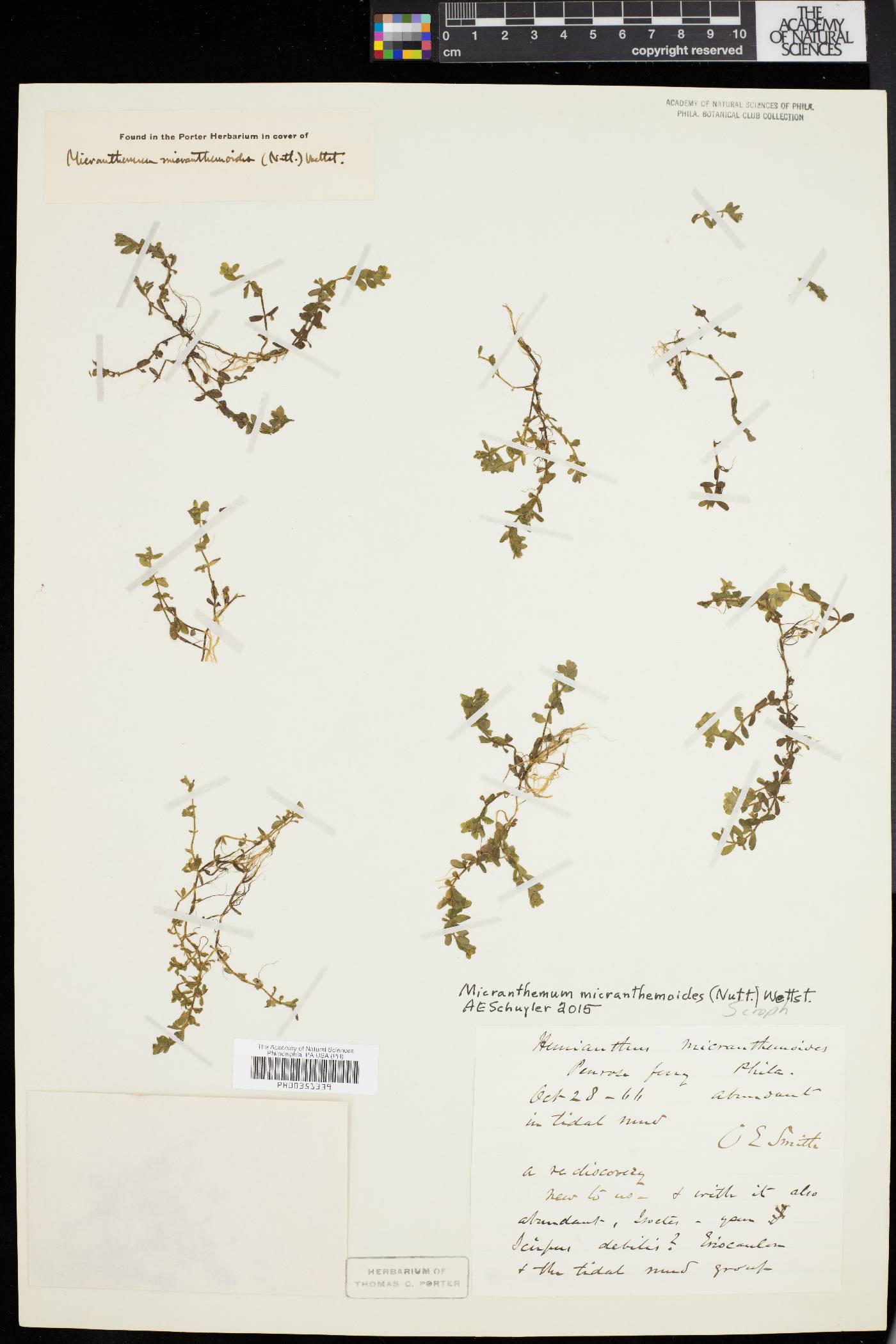 Micranthemum micranthemoides image
