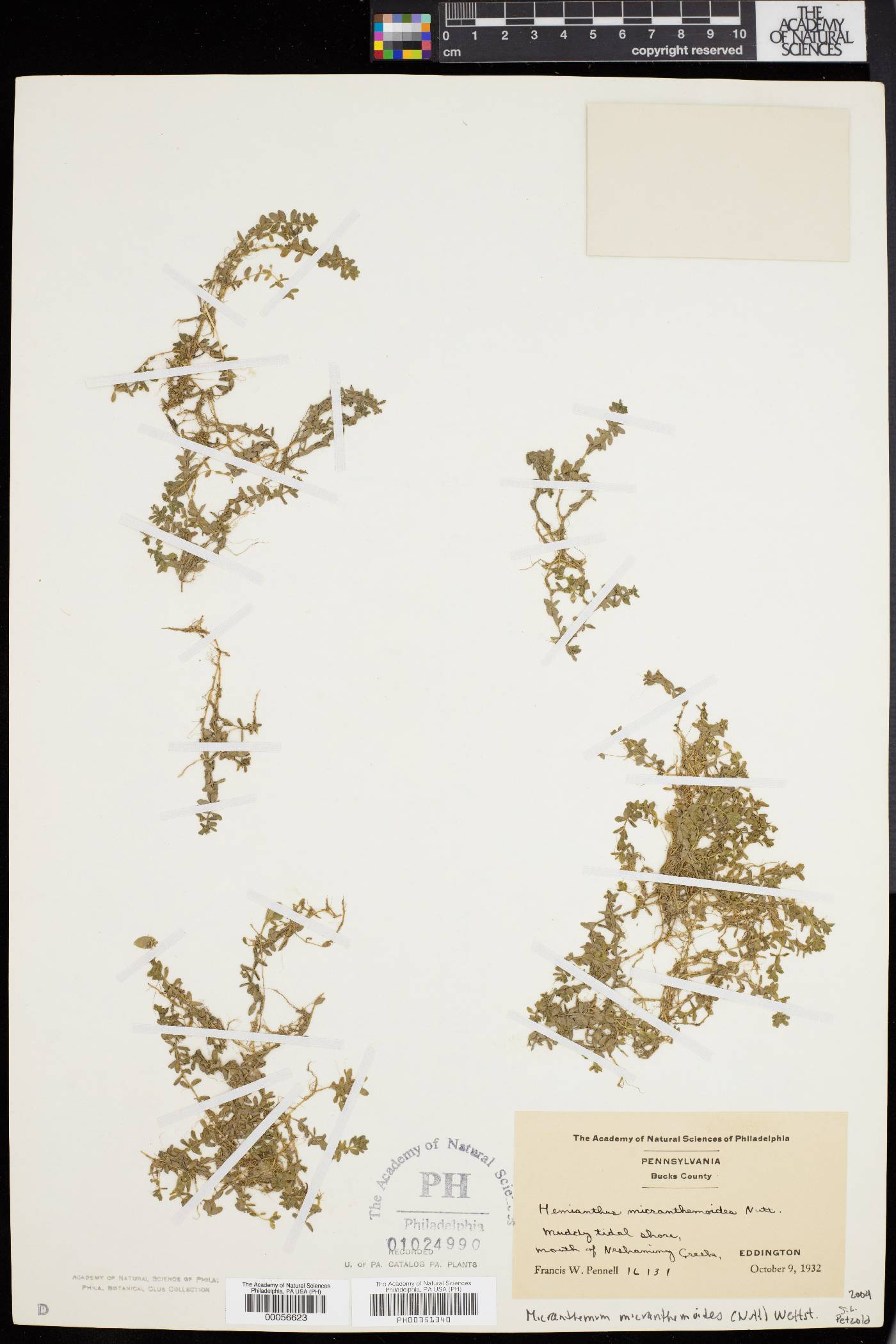 Micranthemum micranthemoides image