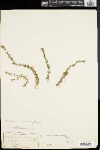 Micranthemum micranthemoides image