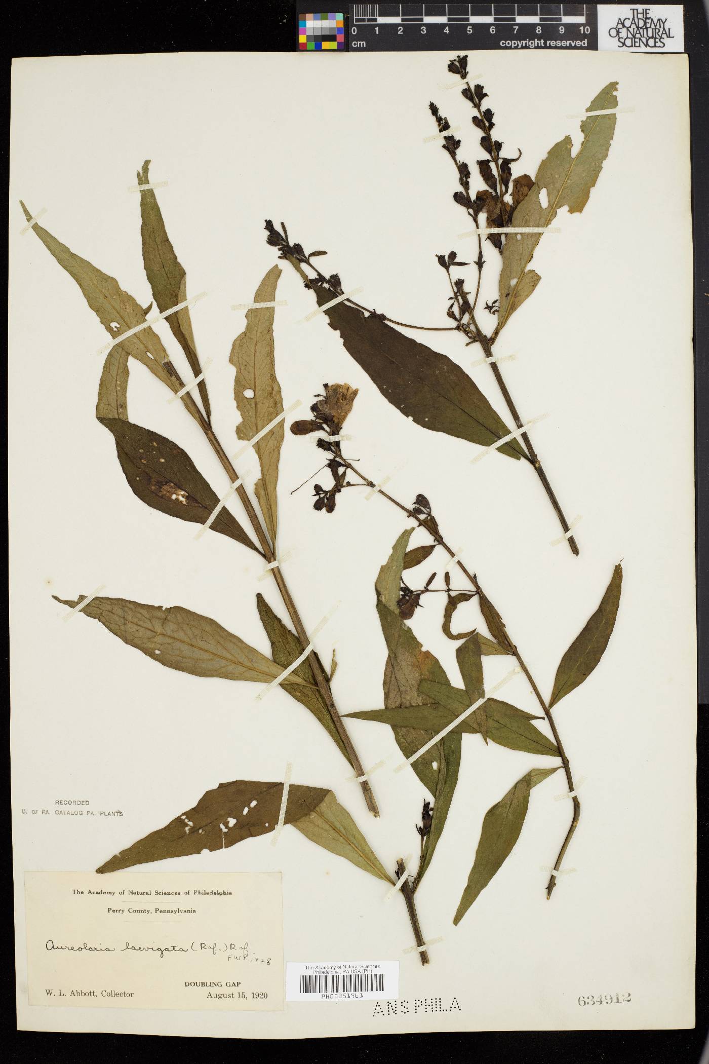 Aureolaria levigata image