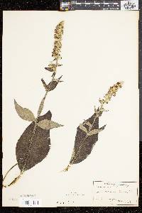 Verbascum lychnitis image