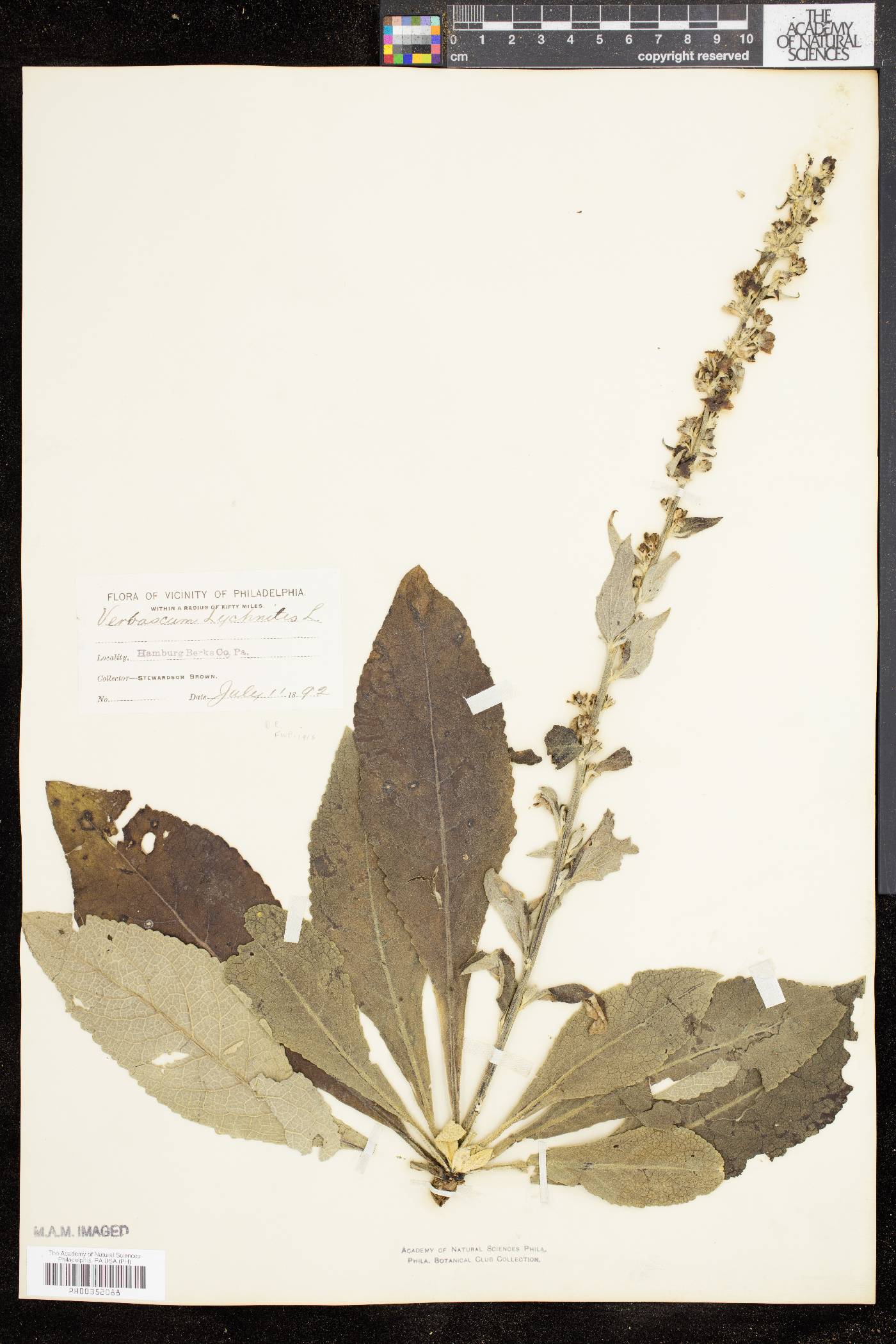 Verbascum lychnitis image