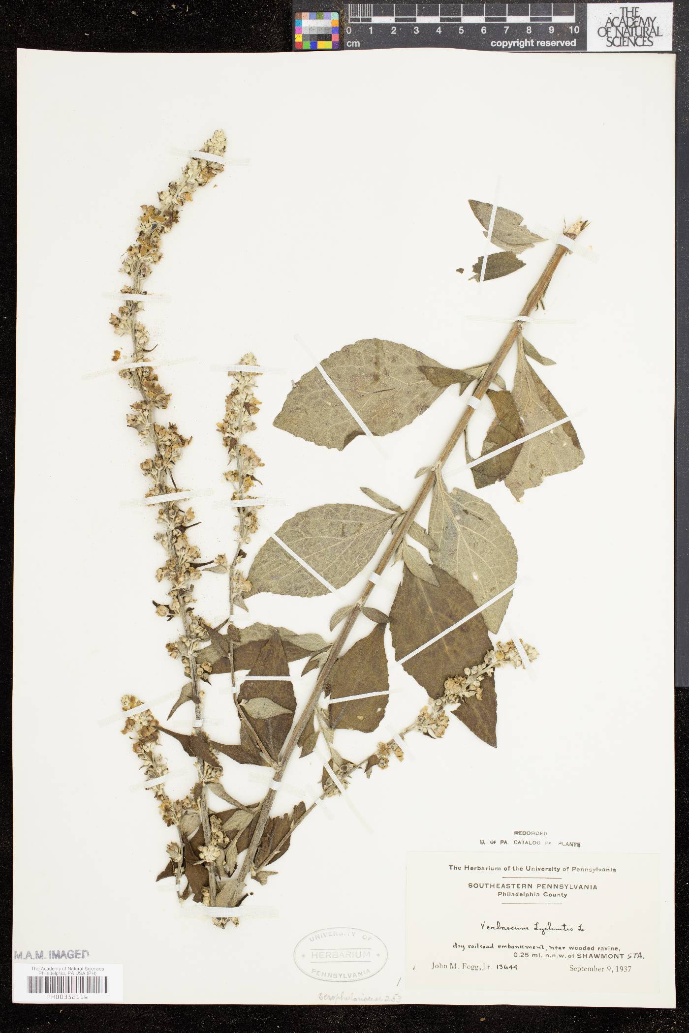 Verbascum lychnitis image